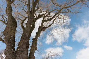 old large weeping willow tree with thin bare branches up in the sky