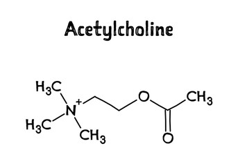 Acetylcholine molecular structure. Acetylcholine is neurotransmitter with important role in human body. .Vector structural formula of chemical compound. Black pen Hand-drawn style.