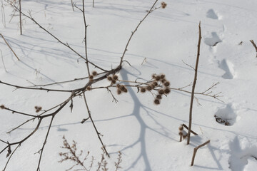 abstract dried burdock and shadows on the snow 
