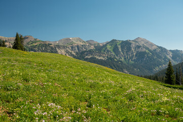 Naklejka na ściany i meble Meadow of Wild Flowers In The High Backcountry of Grand Teton