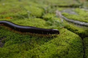 the life of a millipede in nature