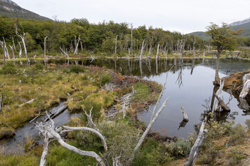 Beaver habitat in Tierra del Fuego National Park near Ushuaia, Argentina, South America
