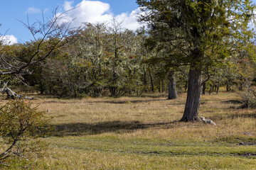 Observing a fox in the Reserva Lago Yehuin on Tierra del Fuego island in Argentina, South America