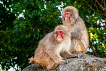 Fototapeta premium Japanese snow monkey couple are enjoying a sunny day 