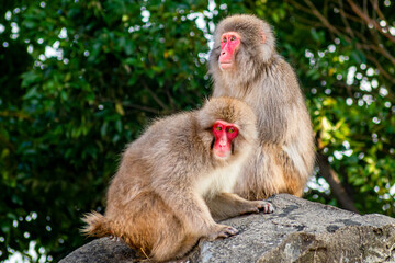 Fototapeta premium Japanese snow monkey couple are enjoying a sunny day 