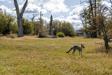 Observing a fox in the Reserva Lago Yehuin on Tierra del Fuego island in Argentina, South America
