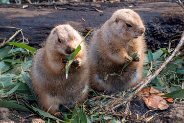 Two black-tailed prairie dogs are showing love to each other	