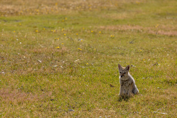 Observing a fox in the Reserva Lago Yehuin on Tierra del Fuego island in Argentina, South America