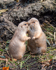 Two black-tailed prairie dogs are showing love to each other	