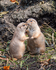 Two black-tailed prairie dogs are showing love to each other	