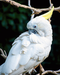 A close portrait of a triton cockatoo