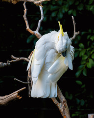 A close portrait of a triton cockatoo