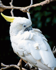 A close portrait of a triton cockatoo