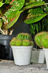 cactus plant in small white pot
