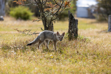 Observing a fox in the Reserva Lago Yehuin on Tierra del Fuego island in Argentina, South America
