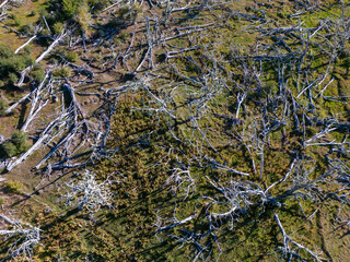Aerial view of a beaver habitat in Reserva Lago Yeguin on the island Tierra del Fuego, Argentina, South America