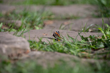 butterfly on bricks with grass