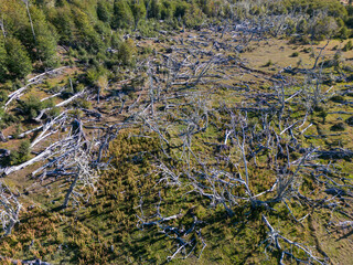Aerial view of a beaver habitat in Reserva Lago Yeguin on the island Tierra del Fuego, Argentina, South America
