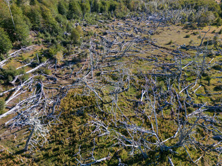 Aerial view of a beaver habitat in Reserva Lago Yeguin on the island Tierra del Fuego, Argentina, South America © freedom_wanted