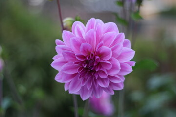 Fototapeta premium close up of a pink flower
