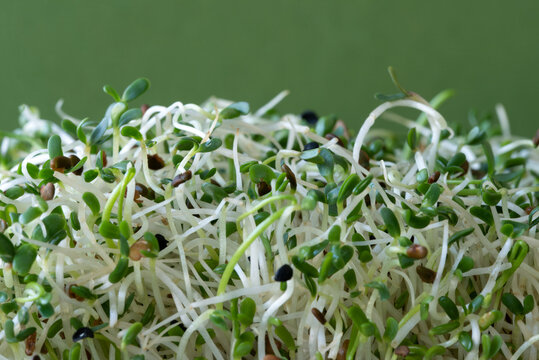 Alfalfa and Onion Sprouts in a Bowl