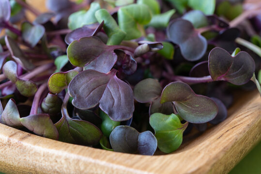 Radish Purple Sprouts in a Bowl