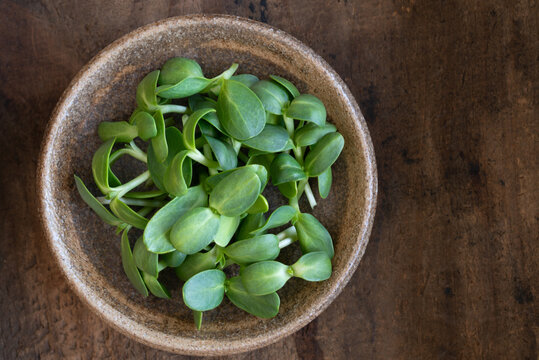 Sunflower Shoots in a Bowl