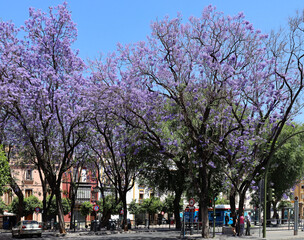 Trees with purple flowers on streets in Seville Spain