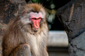Japanese snow monkeys are enjoying a sunny day