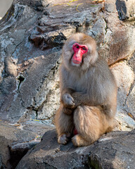 Japanese snow monkeys are enjoying a sunny day