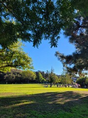 trees in the park