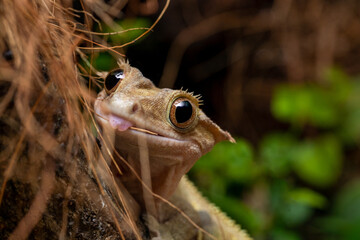Close up of a crested gecko with tongue out