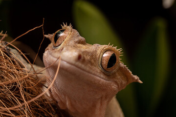 close up of a crested gecko