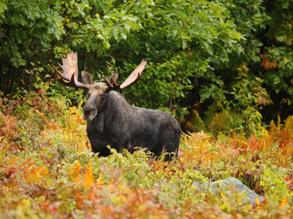 bull moose walking through ferns