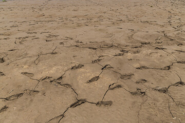 Footprints in the drying mud. Drought concept.