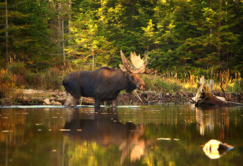 bull moose crossing a pond
