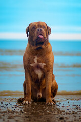 Dogue de Bordeaux on a beach