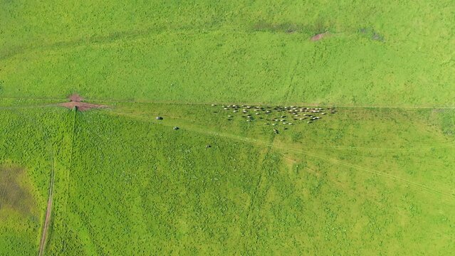 beautiful cattle in Australia  eating grass, grazing on pasture. Herd of cows free range beef being regenerative raised on an agricultural farm. Sustainable farming of food crops. Cow in field 