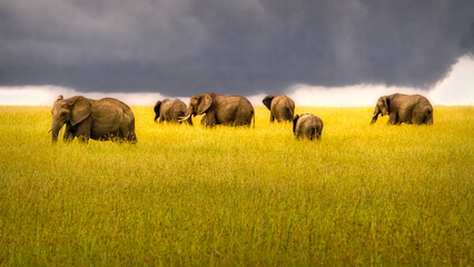 Elephant Herd, Masai Mara, Kenya, Africa - obrazy, fototapety, plakaty
