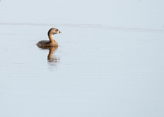 Female Grebe Swimming