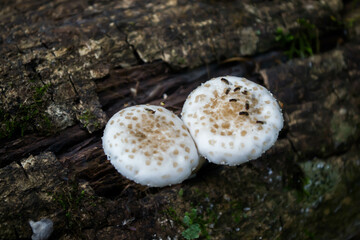 mushrooms on a tree