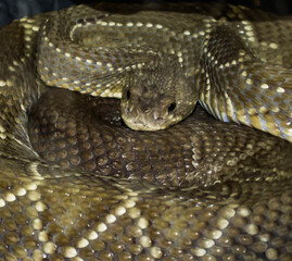close up of a snake