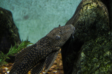 fish in aquarium