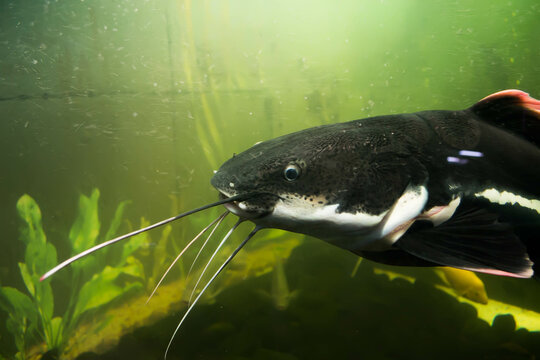 fish in aquarium