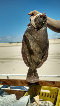 Hand holding a sole with dunes in the background