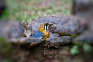 Orange-Headed Thrush perching in a bird bath