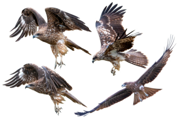  Black Kite isolated on white background (PNG)