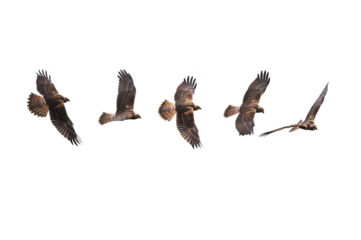  Black Kite isolated on white background (PNG)