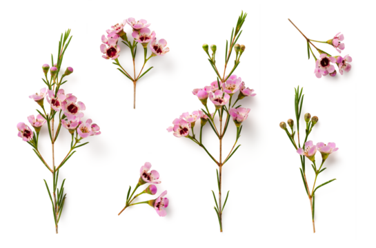 collection of beautiful pink wax flower twigs in different positions, isolated floral design element, top view / flat lay