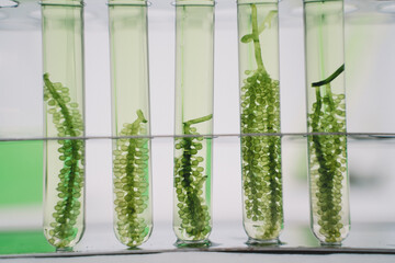 Close-Up Of green alga in laboratory science.